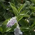 Clinopodium nepeta