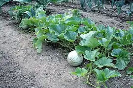 Plant de melons