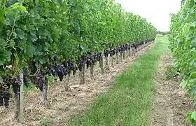 Vignes partiellement enherbées produisant le côtes-de-bourg.