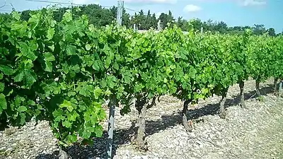 Vigne de merlot.