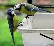 Photo d'un couple posé sur un bac blanc partageant de la nourriture.