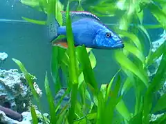 Dimidiochromis compressiceps