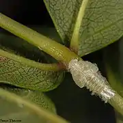 Larve âgée vue de dessus
