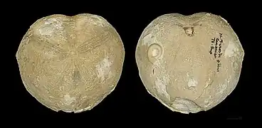 Les deux faces du même spécimen Muséum de Toulouse