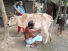 Photo couleur montrant un vieil homme trayant une maigre vache blanche. A quelques pas, un veau est attaché à un arbre.