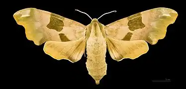 Mimas tiliae ♀ - Muséum de Toulouse