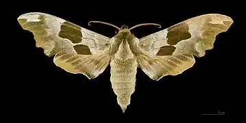 Mimas tiliae ♂ - Muséum de Toulouse