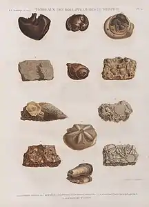 Pyramides de Memphis.1-4. Pierres siliceuses figurées;5.6.8.9. Pierres calcaires employées à la construction des pyramides;7.10-12. Coquilles fossiles