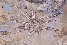 Miocidaris coaeva (Miocidaridae fossile)