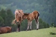 Une jument dans un pré, son poulain auprès d'elle.