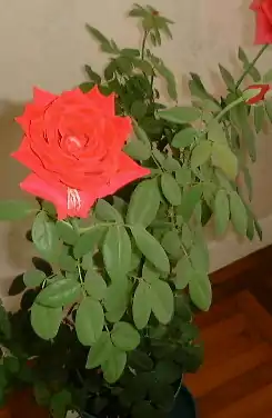 Image illustrative de l’article Mister Lincoln