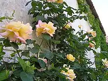 ‘Mme A. Meilland’ grimpant.