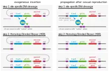 Mécanisme moléculaire du forçage génétique.