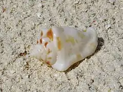 Un strombidae non identifié (peut-être Canarium sp.), échoué sur la plage.