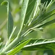 Œufs sous les feuilles d'un arbre à ballon (Asclepias physocarpa)