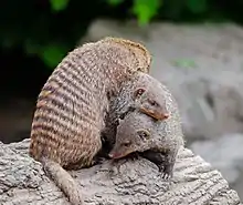 Trois mangoustes se grimpant dessus.