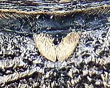 Gros plan du scutellum du longicorne Monochamus galloprovincialis, recouvert d'un duvet clair.