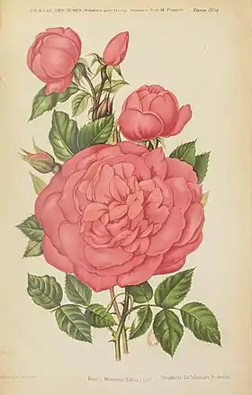 Image illustrative de l’article Monsieur Tillier