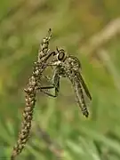 Asilus crabroniformis, un Asilidae.