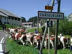 Montée des génisses.