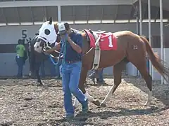 Quarter Horse de course.