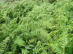Les fougères auxquelles le volcan doit son nom.