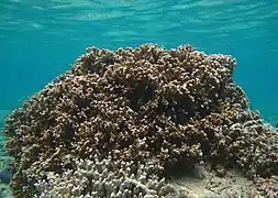 Montipora circumvallata?