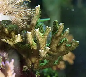 Montipora digitata