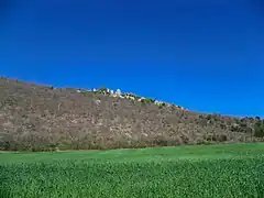 Champs de blé au pied du Haut Montsalier.