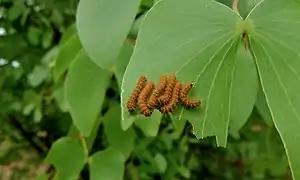 Feuille de mopane consommée par un groupe de jeunes chenilles