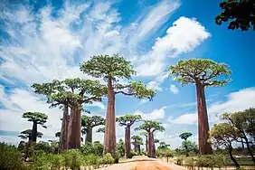 Allée de baobab, Morondava/Madagascar
