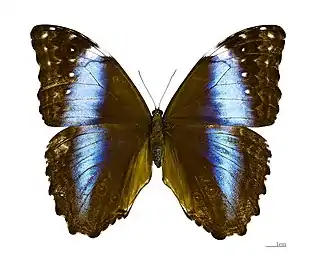 Morpho deidamia deidamia ♀ - MHNT