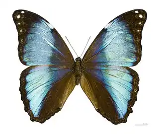 Morpho deidamia deidamia ♂ - MHNT