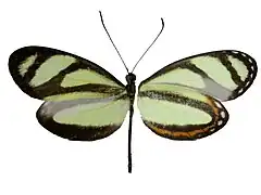 Moschoneura pinthous