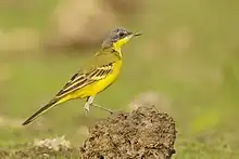 Bergeronnette printanière