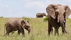 Image illustrative de l’article Les Racines du ciel