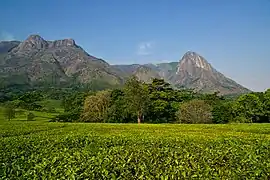 Vue du mont Mulanje.