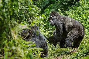 Gorilla beringei beringei dans la forêt impénétrable de Bwindi, Ouganda.