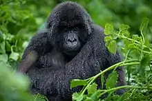 Photographie d'un gorille au pelage noir et constellé de gouttes, accroupi dans la végétation et regardant légèrement vers la droite de l'objectif.
