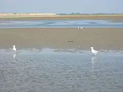 L'estran de la baie de Somme;