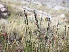 Muhlenbergie de Richardson