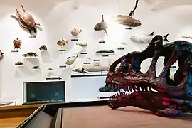 Crâne d'Allosaurus.