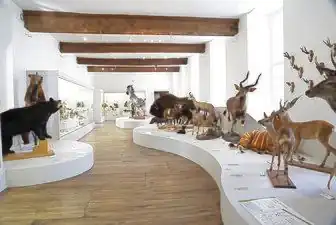 Salle du muséum d'Histoire naturelle de Troyes