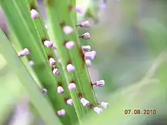 Craterium indéterminé