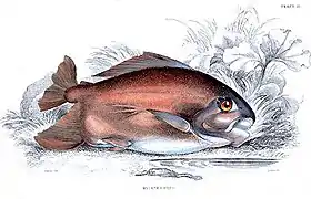 Myleus pacu