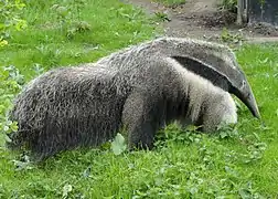 Myrmecophaga tridactyla (Pilosa)