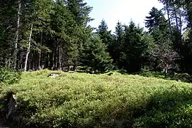 Myrtilles en sous-bois, Le Tholy.