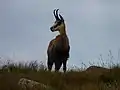 Chamois