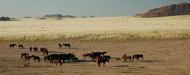 Groupe de chevaux, herbe jaunie au fond