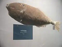 Monacanthus chinensis au musée de Nantong.